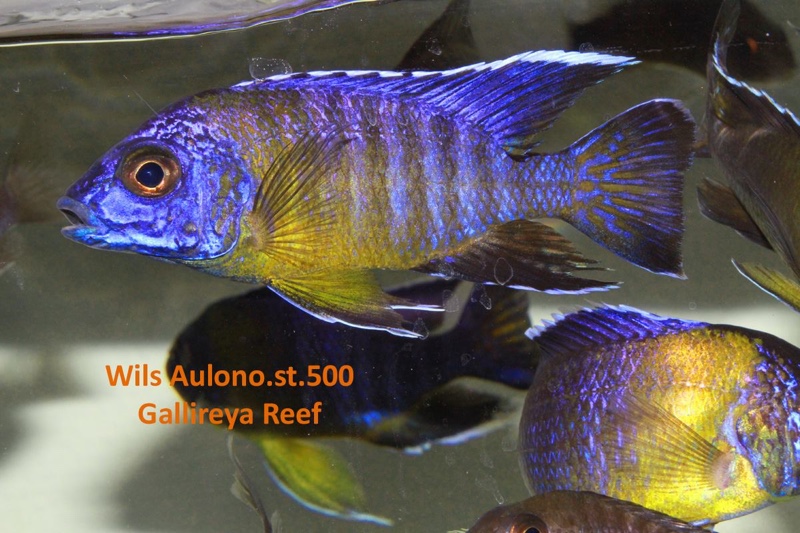 Aulonocara stuartgranti 'Gallireya Reef'